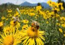 Заходи профілактики отруєння бджіл