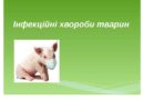 Увага! Контактні номери для повідомлення про спалахи інфекційних хвороб тварин
